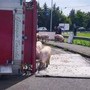 Camion si ribalta nel reggiano, maiali in fuga sulla via Emilia Camion si ribalta nel reggiano, maiali in fuga sulla via Emilia