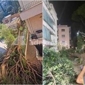 Roma, pino secolare cade su un palazzo in zona Salaria: residenti bloccati