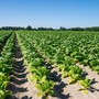 Tabacco, UNITAB Europa “L’Ue valuti l’impatto degli interventi normativi” Tabacco, UNITAB Europa “L’Ue valuti l’impatto degli interventi normativi”