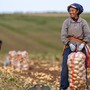 La Cina prevede un 2026 da record per il raccolto di cereali La Cina prevede un 2026 da record per il raccolto di cereali