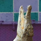 Palermo, in valigia una testa di coccodrillo: denunciato passeggero in aeroporto