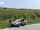 Vendemmia in nero, scoperti 25 braccianti irregolari nel trevigiano