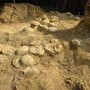 In Francia trovate oltre 100 uova di dinosauro, hanno 72 milioni di anni In Francia trovate oltre 100 uova di dinosauro, hanno 72 milioni di anni