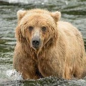 Backpack è l'orso più grasso dell'Alaska, eletto il vincitore del concorso 'Fat Bear Week'