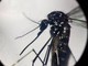 West Nile, Pregliasco: &quot;Casi reali? Fino a 150 in più. Picco verso metà agosto&quot;