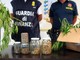Chieti, 20 chili di marijuana nascosti tra la vegetazione