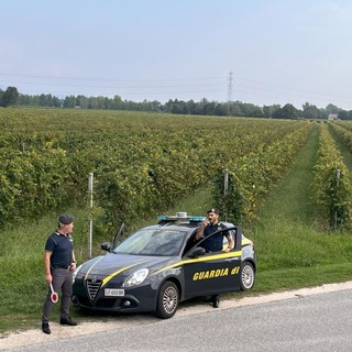Vendemmia in nero, scoperti 25 braccianti irregolari nel trevigiano