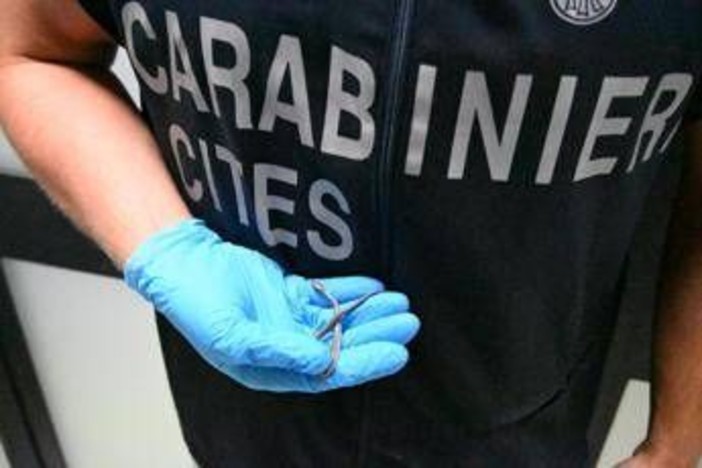 Palermo, fermento all'aeroporto: trovato piccolo serpente sul volo da Lampedusa Palermo, fermento all'aeroporto: trovato piccolo serpente sul volo da Lampedusa
