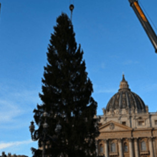 Piazza San Pietro, arriva il Natale: innalzato l'abete gigante da 27 metri Piazza San Pietro, arriva il Natale: innalzato l'abete gigante da 27 metri