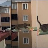 Gatto in pericolo su un tetto, il 'salvataggio' con... un'asse da stiro Gatto in pericolo su un tetto, il 'salvataggio' con... un'asse da stiro