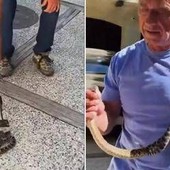 Kennedy ancora a caccia di serpenti, stavolta non viene morso