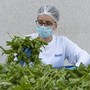 Barilla, 650mila analisi l'anno, 250 professionisti per sicurezza: la filiera del basilico dal campo al vasetto pesto Barilla, 650mila analisi l'anno, 250 professionisti per sicurezza: la filiera del basilico dal campo al vasetto pesto