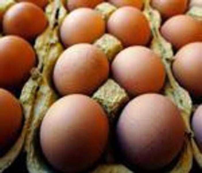 Richiamo uova biologiche per rischio Salmonella: lotti e scadenze Richiamo uova biologiche per rischio Salmonella: lotti e scadenze