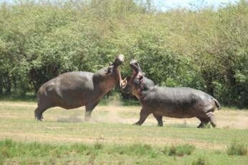 La Colombia abbatterà 'gli ippopotami di Pablo Escobar': il caso
