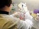 Medicina di laboratorio al top in Italia, Sibioc: "Nostri esperti riconosciuti tra eccellenze internazionali" Medicina di laboratorio al top in Italia, Sibioc: "Nostri esperti riconosciuti tra eccellenze internazionali"