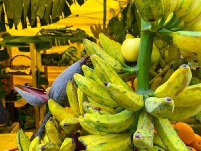 Da banana a mango made in Italy, aumenta produzione frutta esotica Da banana a mango made in Italy, aumenta produzione frutta esotica