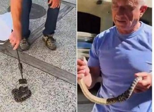 Kennedy ancora a caccia di serpenti, stavolta non viene morso Kennedy ancora a caccia di serpenti, stavolta non viene morso