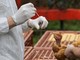 Aviaria, negli Usa primo caso umano al mondo: morto il paziente infettato dal virus