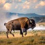 Il bisonte carica e fa volare il turista, l'attacco choc a Yellowstone