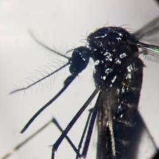 Dengue, un caso in provincia di Como: &quot;Piano di disinfestazione, no prodotti dell'orto&quot;