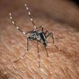 Usutu in Italia, un altro virus trasmesso dalle zanzare: i sintomi Usutu in Italia, un altro virus trasmesso dalle zanzare: i sintomi