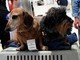 Cani nella stiva dell'aereo? Per la Corte Ue sono come bagagli: la sentenza