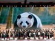 Cina: popolazione di panda giganti in cattività quasi raddoppiata in un decennio Cina: popolazione di panda giganti in cattività quasi raddoppiata in un decennio