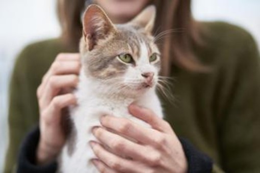 Vacanza gratis in Grecia... ma badando ai gatti randagi: l'annuncio 'di lavoro'