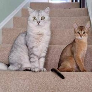 Cancro, la scoperta sui tumori dei gatti: lo studio e le nuove speranze Cancro, la scoperta sui tumori dei gatti: lo studio e le nuove speranze