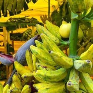Da banana a mango made in Italy, aumenta produzione frutta esotica Da banana a mango made in Italy, aumenta produzione frutta esotica
