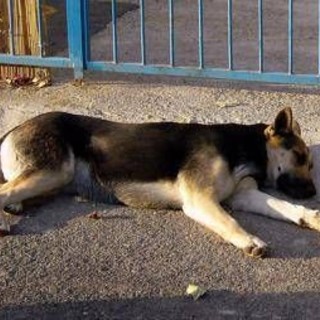Uccide il cane a calci ma il fratellino lo vede e chiama i carabinieri: giovane denunciato nel Nuorese