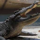 Pistoia, "c'è un coccodrillo nel laghetto": scattate le ricerche