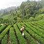 La Cina potenzia i settori della tradizione, dalla seta al tè alla porcellana