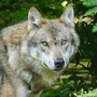 Bambini azzannati a Noicattaro, nuovi avvistamenti del lupo: scatta la caccia anche con i droni
