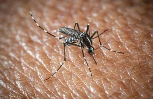 L'Oms lancia l'allarme, il virus West Nile cresce in Europa, 21 casi in Italia