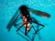 West Nile, caso di encefalite a Napoli. Rezza: "Sorveglianze bloccate, serve soluzione"