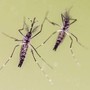 Zanzare e virus, cresce l'attenzione in Italia: 700 casi di West Nile e 312 di Dengue Zanzare e virus, cresce l'attenzione in Italia: 700 casi di West Nile e 312 di Dengue