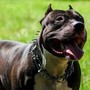Ruba pitbull e lo rivende per 100 euro, caccia al ladro di cani