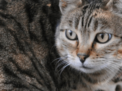 Scoperta nuova specie di felino selvatico, si trova in Bolivia: è il gatto Tilcayo