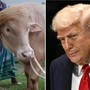 Donald Trump graziato, il bufalo superstar non verrà ucciso Donald Trump graziato, il bufalo superstar non verrà ucciso