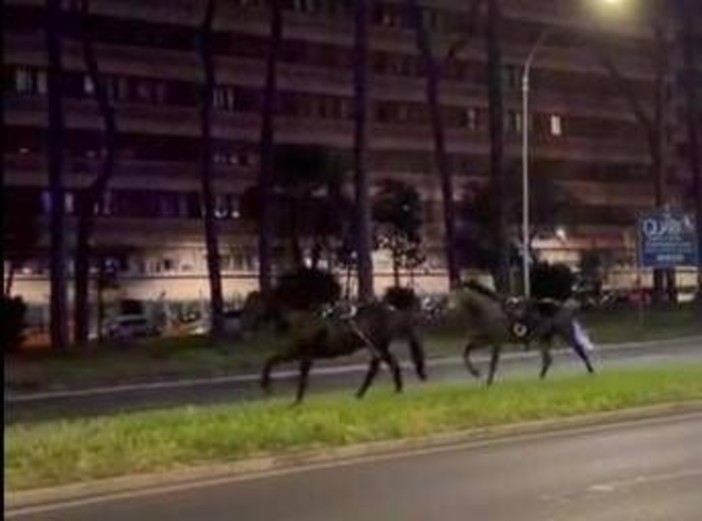 Cavalli in fuga a Roma, 4 vigili urbani fuori dalla parate del 2 giugno Cavalli in fuga a Roma, 4 vigili urbani fuori dalla parate del 2 giugno