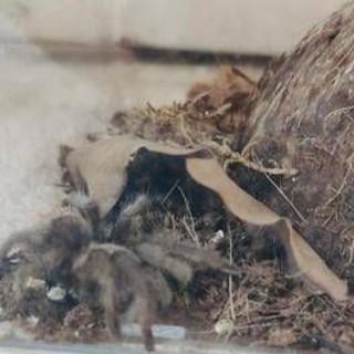Milano, trovata una tarantola in strada