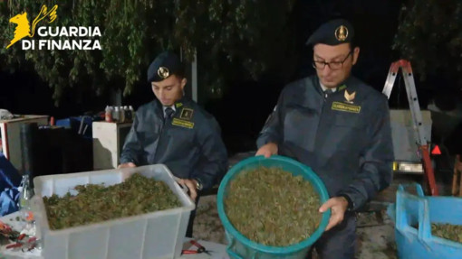 Scoperta “fabbrica della droga” a Napoli, sequestrata una tonnellata di cannabis Scoperta “fabbrica della droga” a Napoli, sequestrata una tonnellata di cannabis