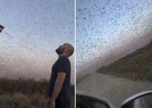 Invasione record di locuste, milioni di insetti oscurano il cielo. E il web grida alla 'piaga biblica' Invasione record di locuste, milioni di insetti oscurano il cielo. E il web grida alla 'piaga biblica'