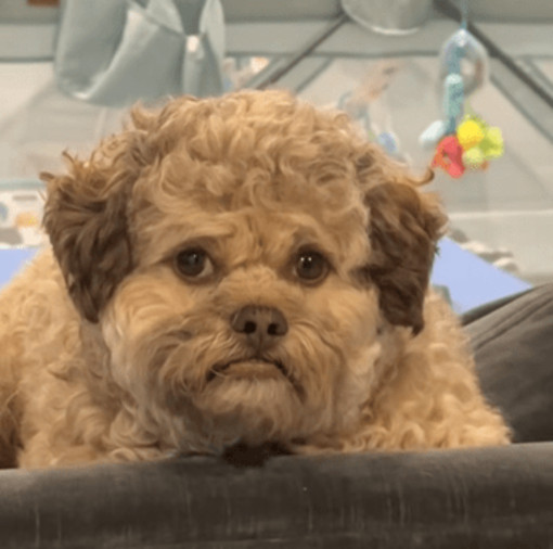 Il cane con la faccia umana, Max è virale sui social: &quot;Somiglia a mio nipote&quot;