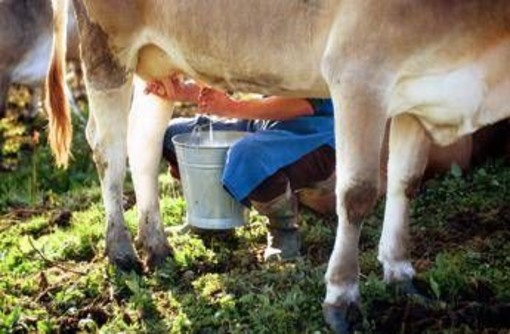 Formaggi a latte crudo, i benefici in un documento: "Troppo allarmismo"