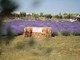 A giugno Roma si tinge di viola: torna la festa della lavanda al Lavandeto di Roma