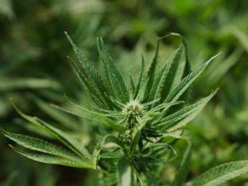 Cannabis light, Consiglio Stato accoglie ricorso: le aziende possono continuare a lavorare Cannabis light, Consiglio Stato accoglie ricorso: le aziende possono continuare a lavorare
