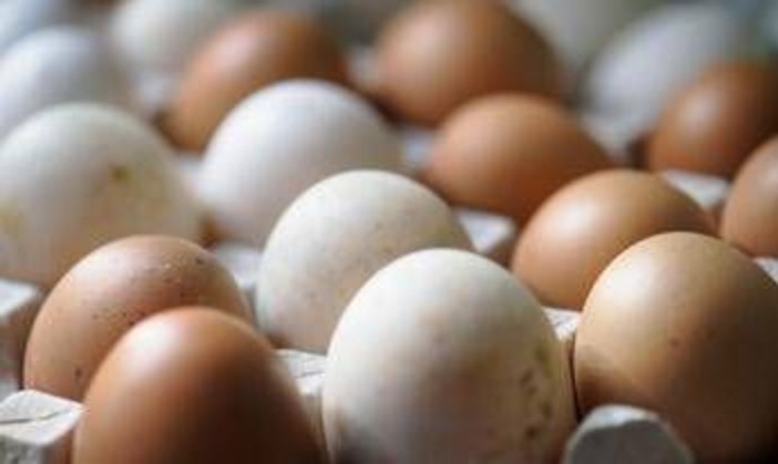 Epidemia di salmonella nel Regno Unito, 1 morto e oltre 200 casi: "Colpa delle uova importate"