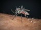 Sos Dengue e Chikungunya, aumentano i casi autoctoni: la mappa del rischio in Italia